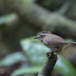 Rufous-throated Fulvetta (image by Dani Balla)