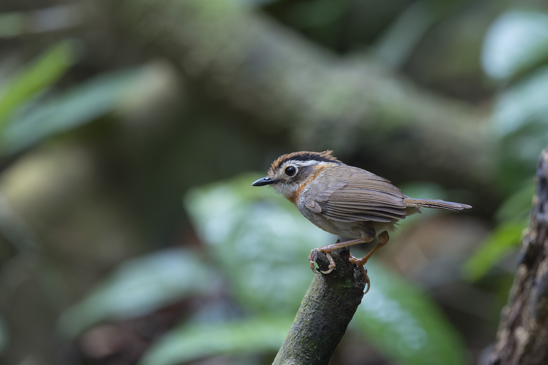 Rufous-throated Fulvetta (image by Dani Balla)