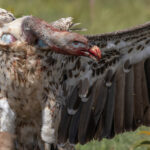 Ruppell's Vulture (image by Nik Borrow)