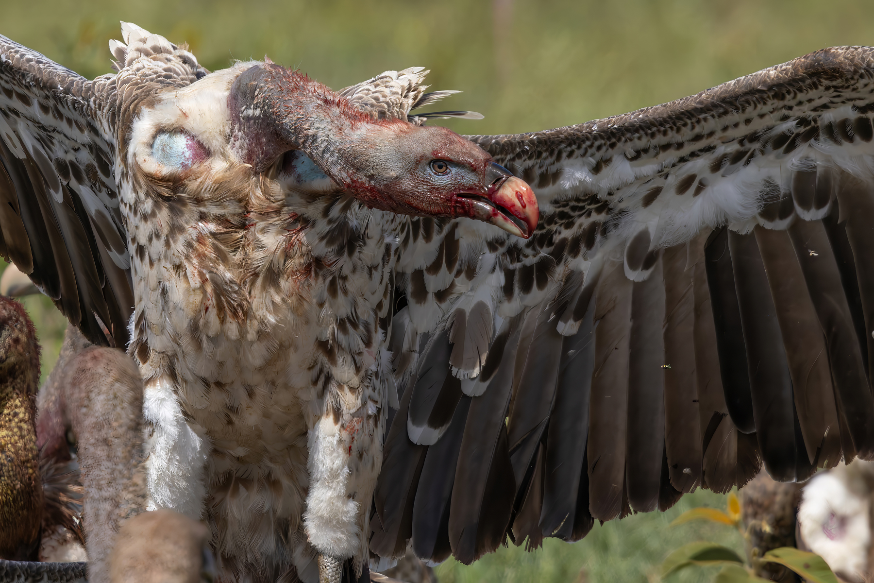 Ruppell's Vulture (image by Nik Borrow)