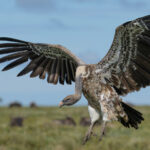 Ruppell's Vulture (image by Nik Borrow)