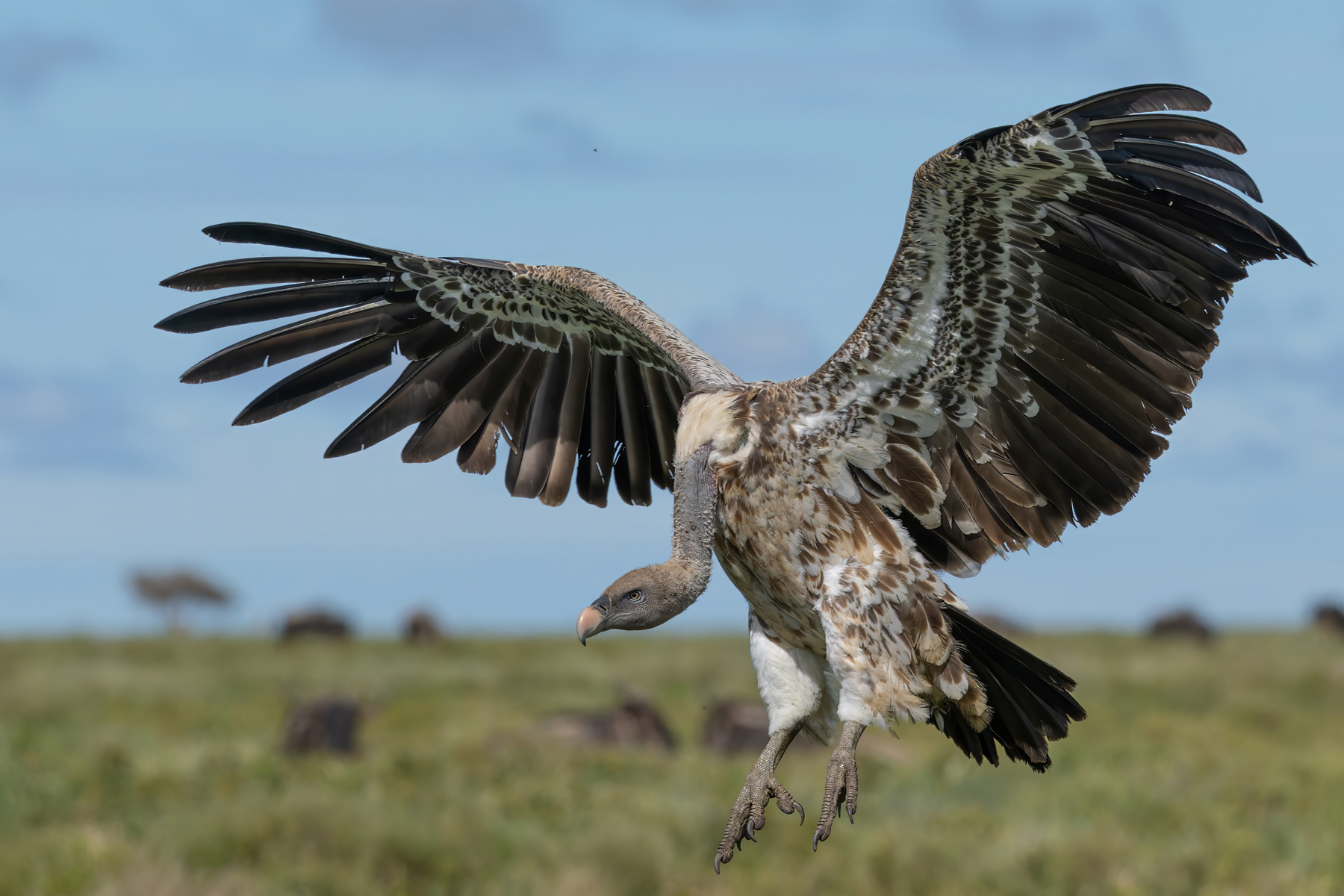 Ruppell's Vulture (image by Nik Borrow)