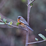 Rusty-browed Warbling Finch (image by Leo Garrigues)