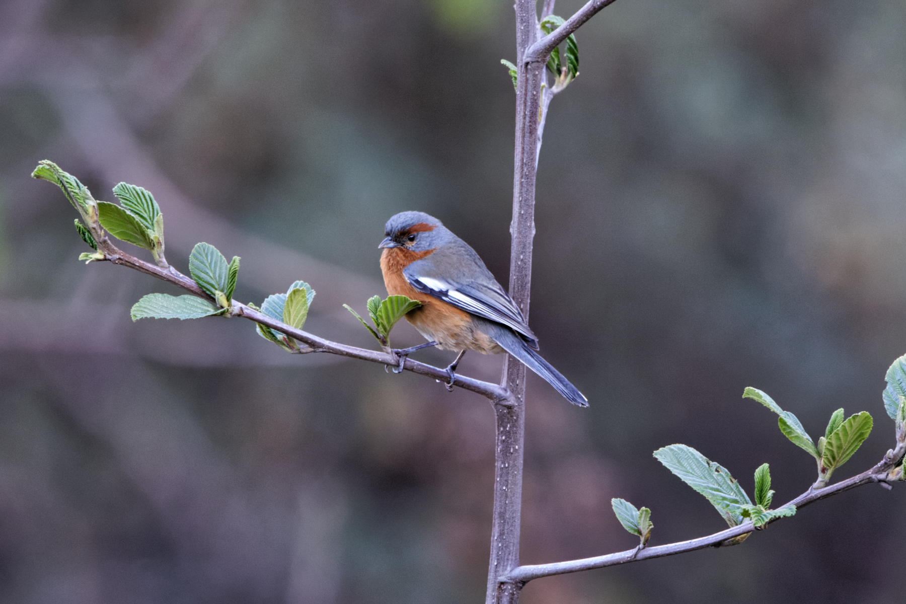 Rusty-browed Warbling Finch (image by Leo Garrigues)