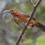 Rusty-cheeked Scimitar Babbler (image by Mike Watson)