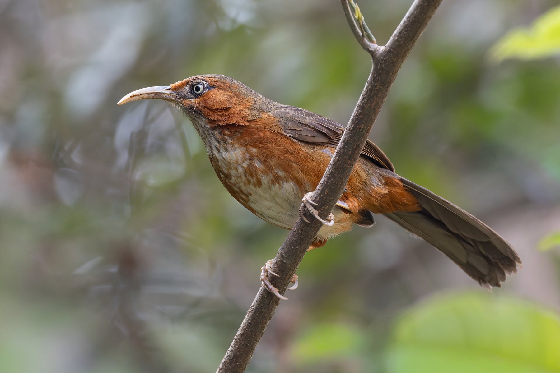 Rusty-cheeked Scimitar Babbler (image by Mike Watson)