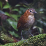 Rusty-tinged Antpitta (image by Leo Garrigues)