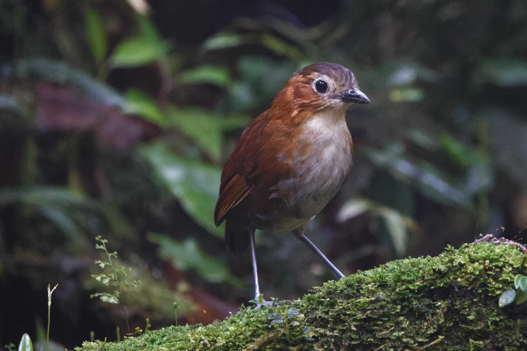 Rusty-tinged Antpitta (image by Leo Garrigues)