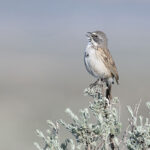 Sagebrush Sparrow (image by Mike Watson)