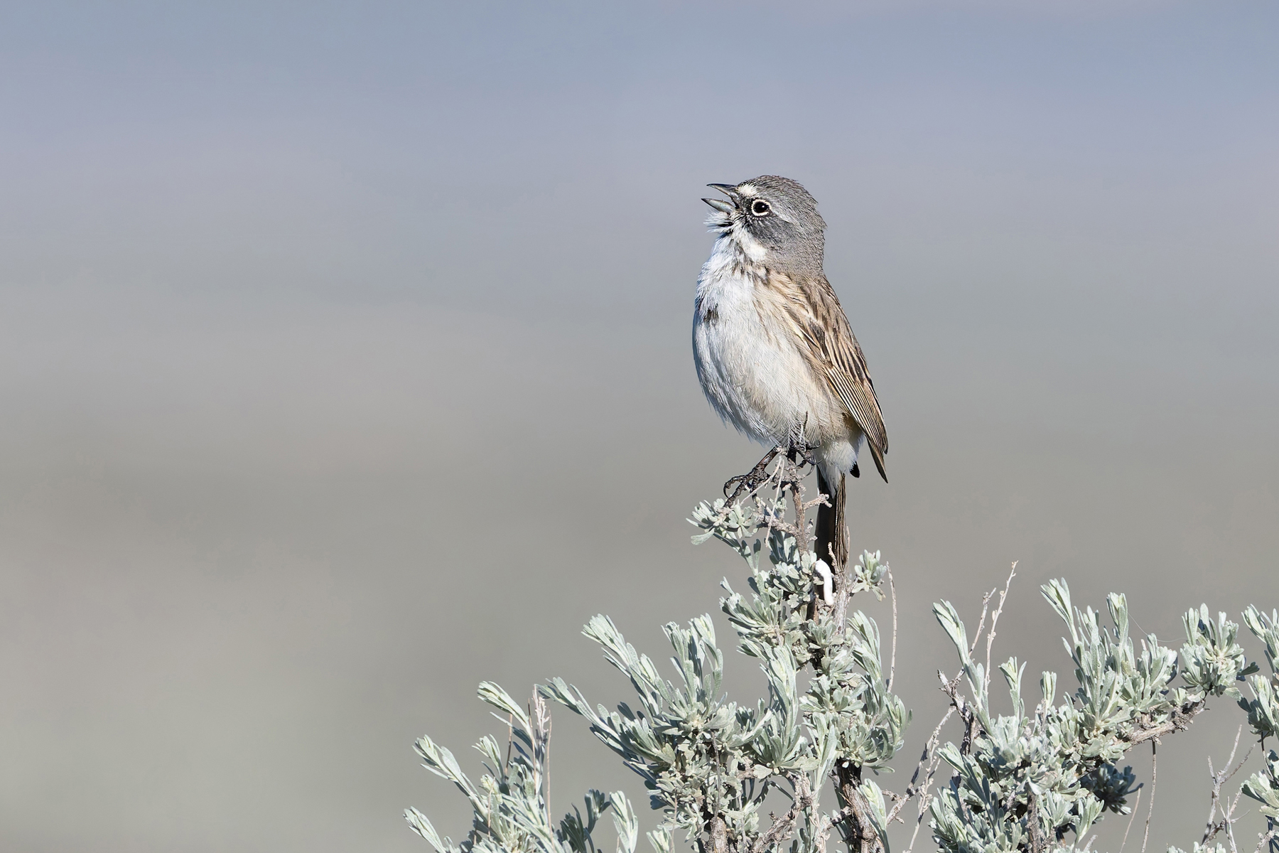 Sagebrush Sparrow (image by Mike Watson)