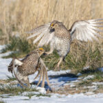 Sharp-tailed Grouse (image by Mike Watson)
