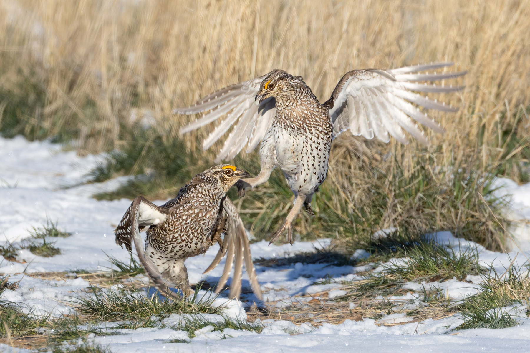 Sharp-tailed Grouse (image by Mike Watson)
