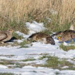 Sharp-tailed Grouse (image by Mike Watson)
