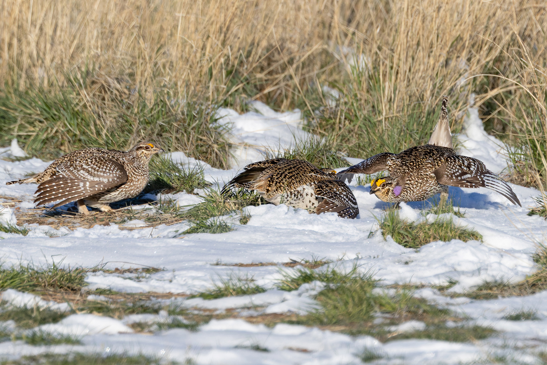 Sharp-tailed Grouse (image by Mike Watson)