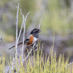 Spotted Towhee (image by Mike Watson)