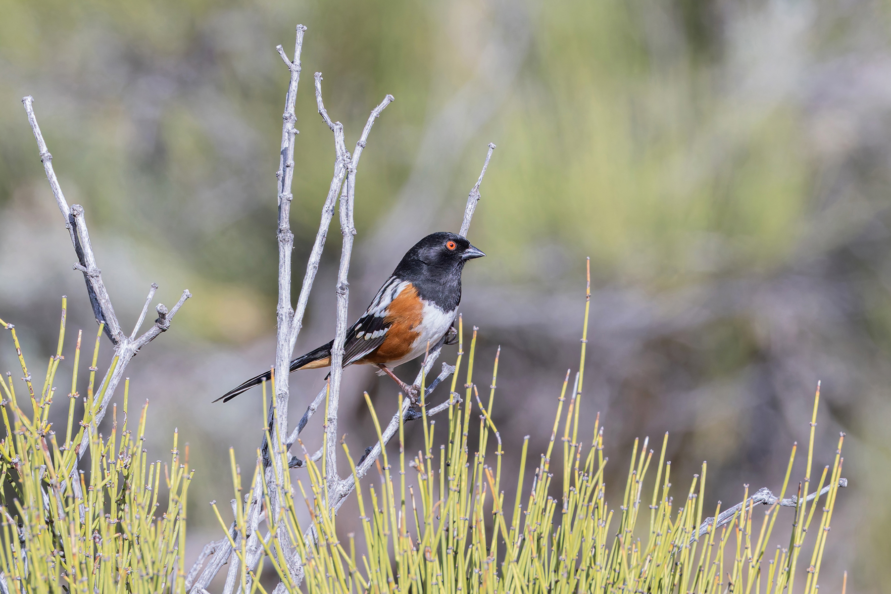Spotted Towhee (image by Mike Watson)