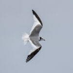 Sabine's Gull (image by Mark Beaman)