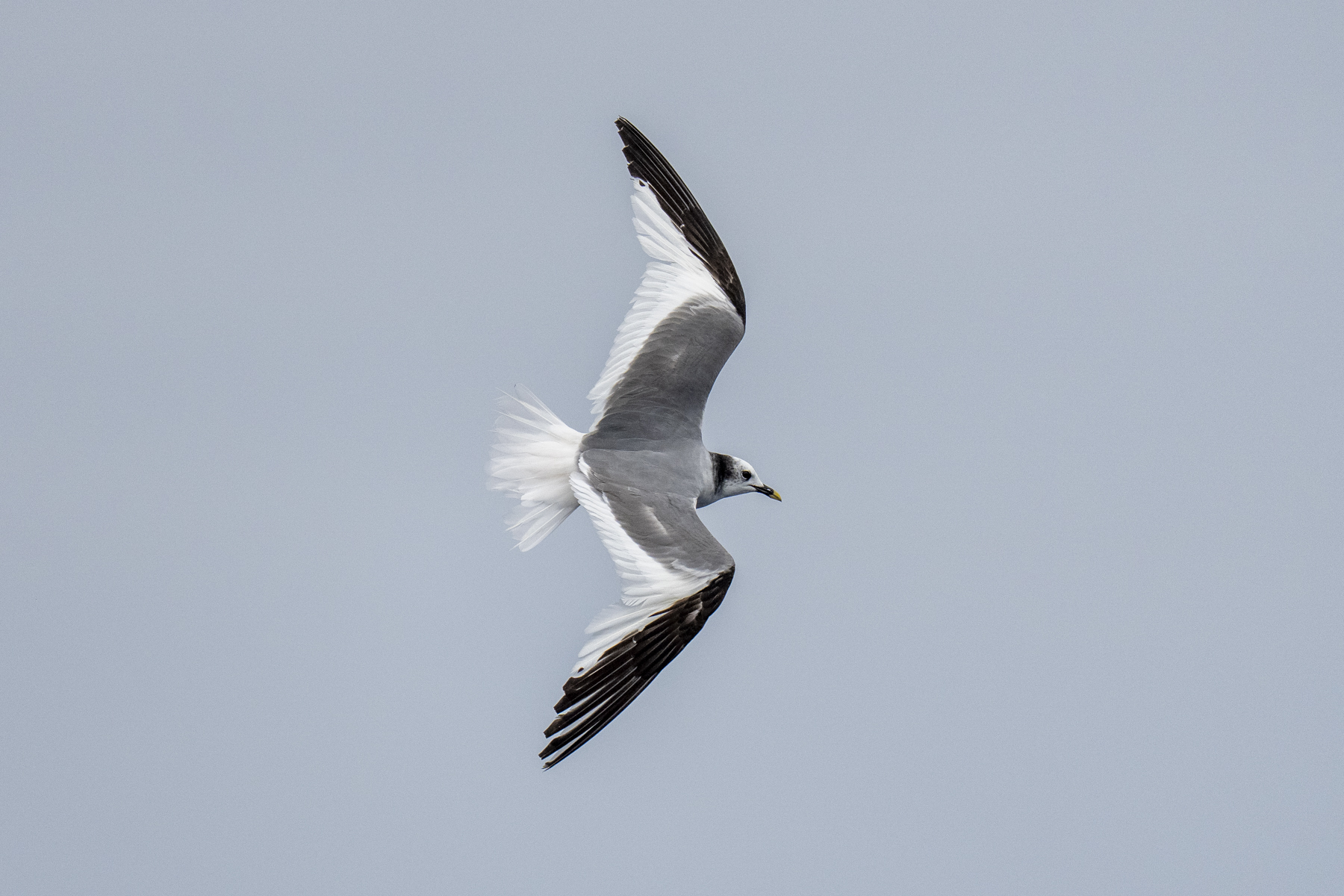 Sabine's Gull (image by Mark Beaman)