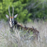Roan Antelope and Red-billed Oxpeckers (image by Mark Beaman)