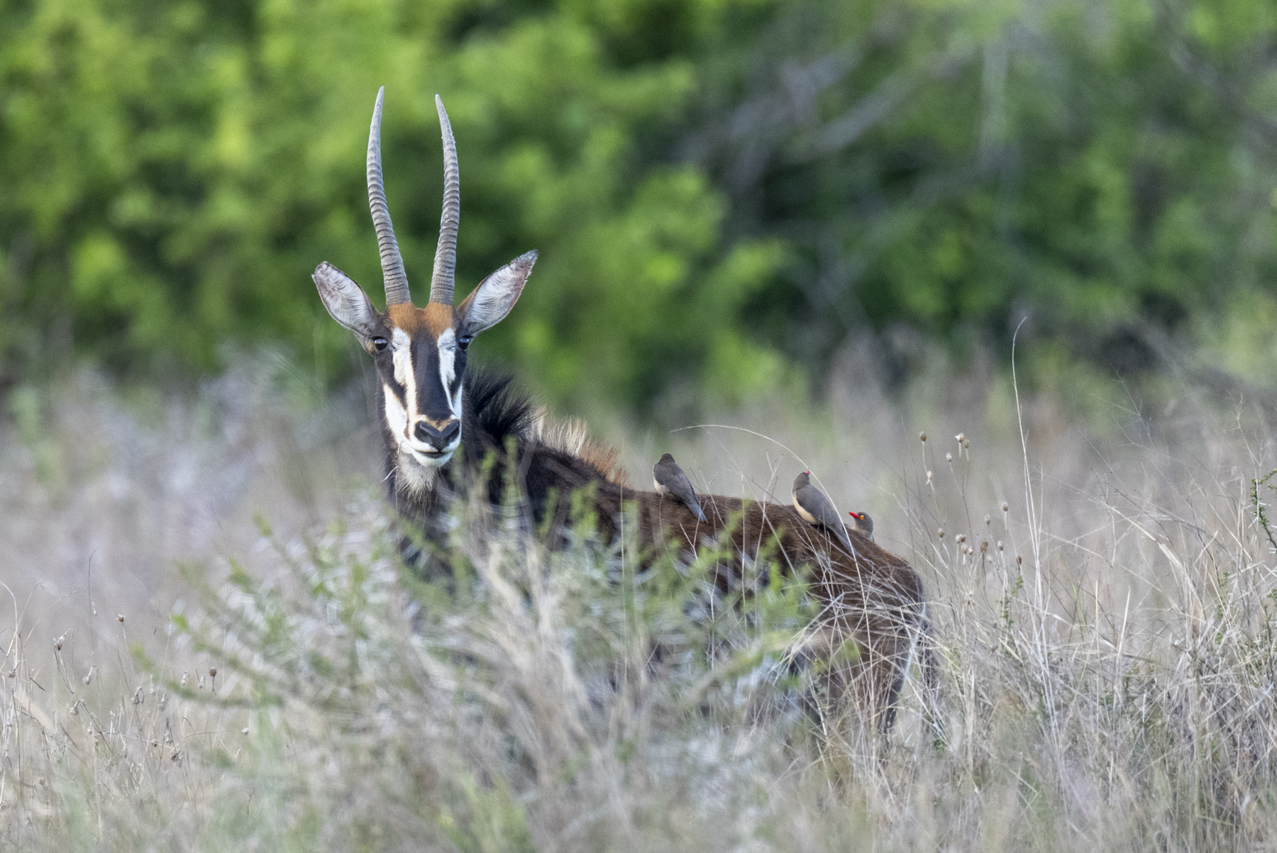 Roan Antelope and Red-billed Oxpeckers (image by Mark Beaman)
