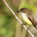 Sad Flycatcher (image by Eustace Barnes)