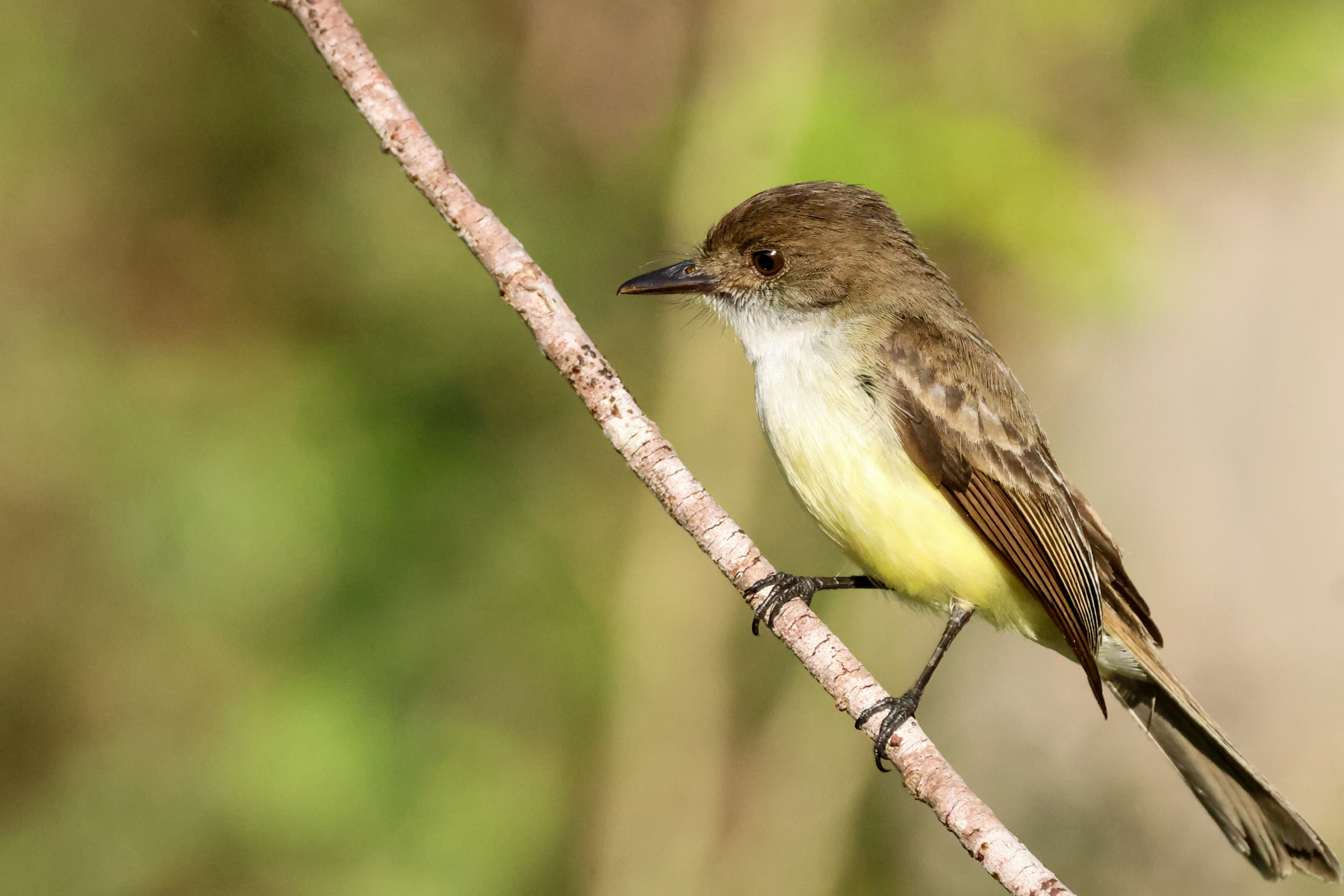 Sad Flycatcher (image by Eustace Barnes)