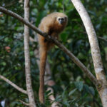 San Martin Titi (image by Leo Garrigues)