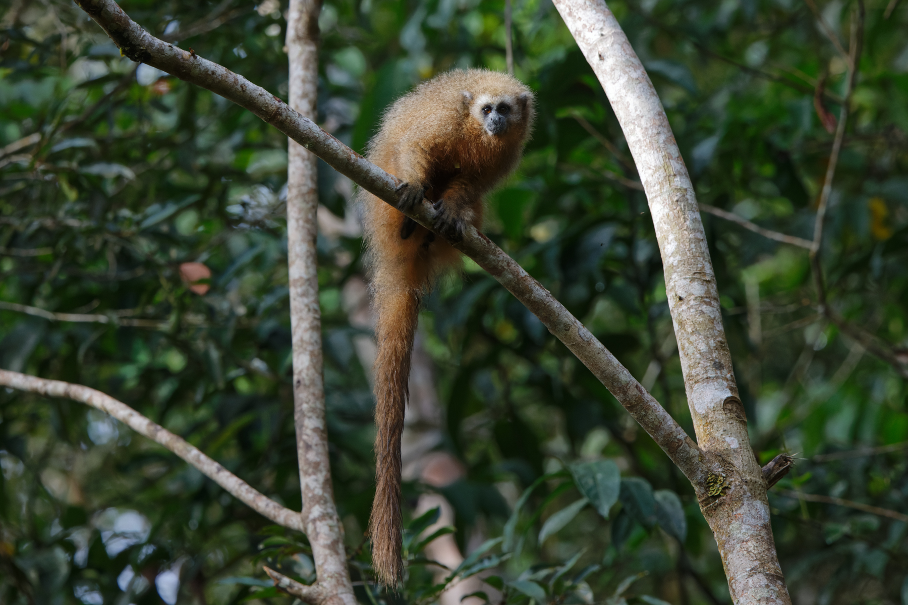 San Martin Titi (image by Leo Garrigues)