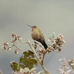 Scaled Metaltail (image by Leo Garrigues)