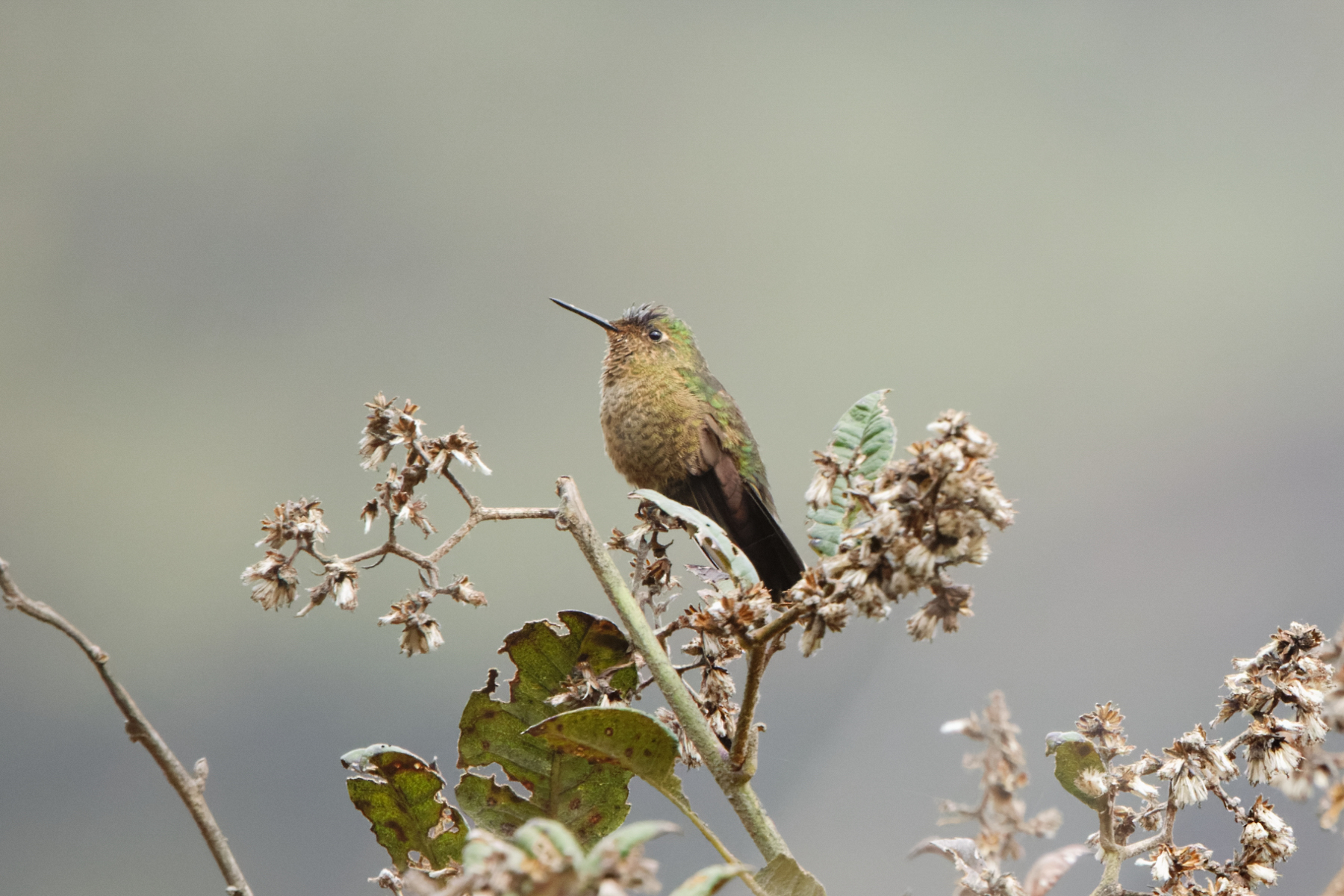 Scaled Metaltail (image by Leo Garrigues)