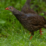 Scaly Spurfowl (image by Nik Borrow)