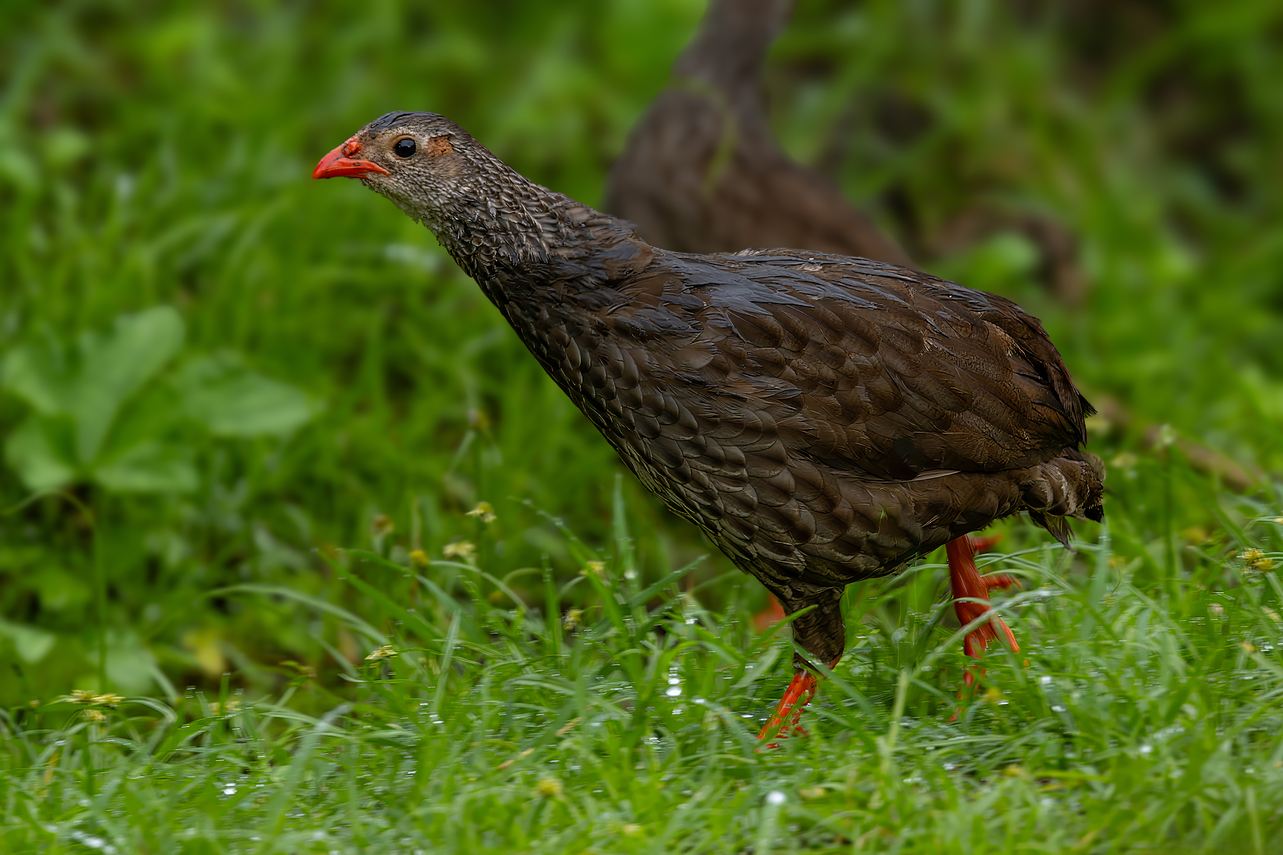 Scaly Spurfowl (image by Nik Borrow)