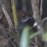 Scaly-breasted Cupwing (image by Dani Balla)