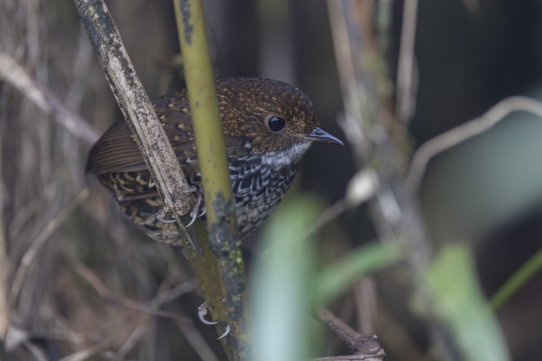 Scaly-breasted Cupwing (image by Dani Balla)