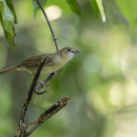 Scaly-crowned Babbler (image by Dani Balla)