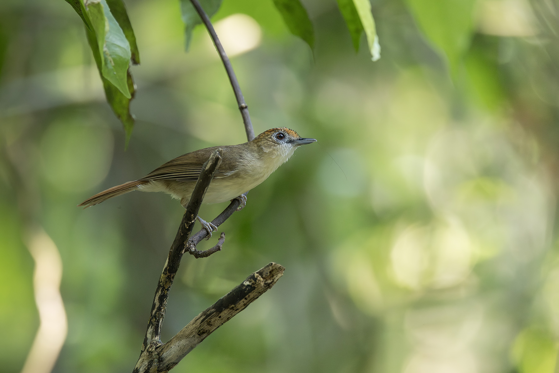 Scaly-crowned Babbler (image by Dani Balla)