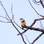 Scarlet-banded Barbet (image by Leo Garrigues)