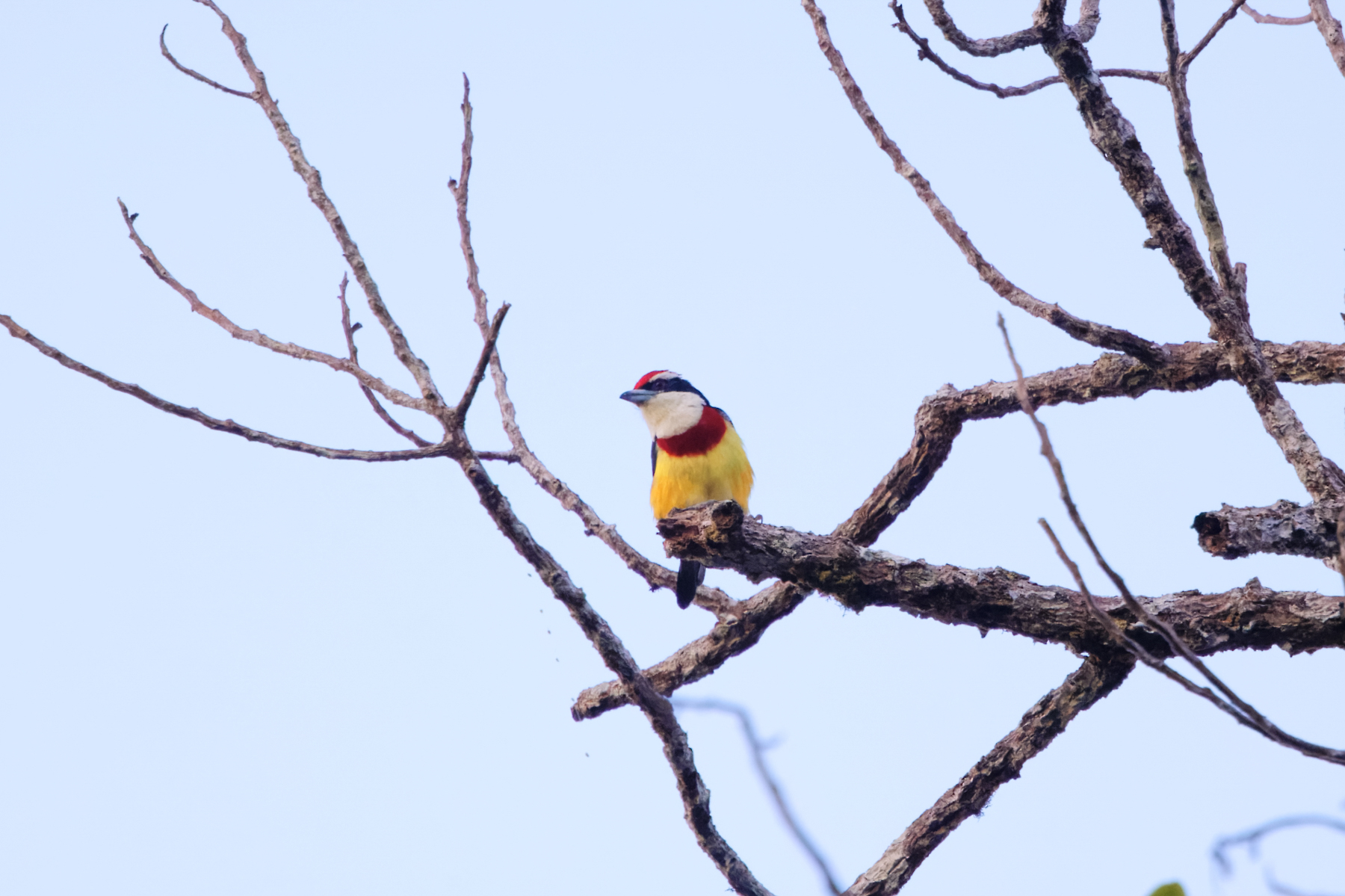 Scarlet-banded Barbet (image by Leo Garrigues)