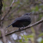 Scimitar-winged Piha (image by Leo Garrigues)