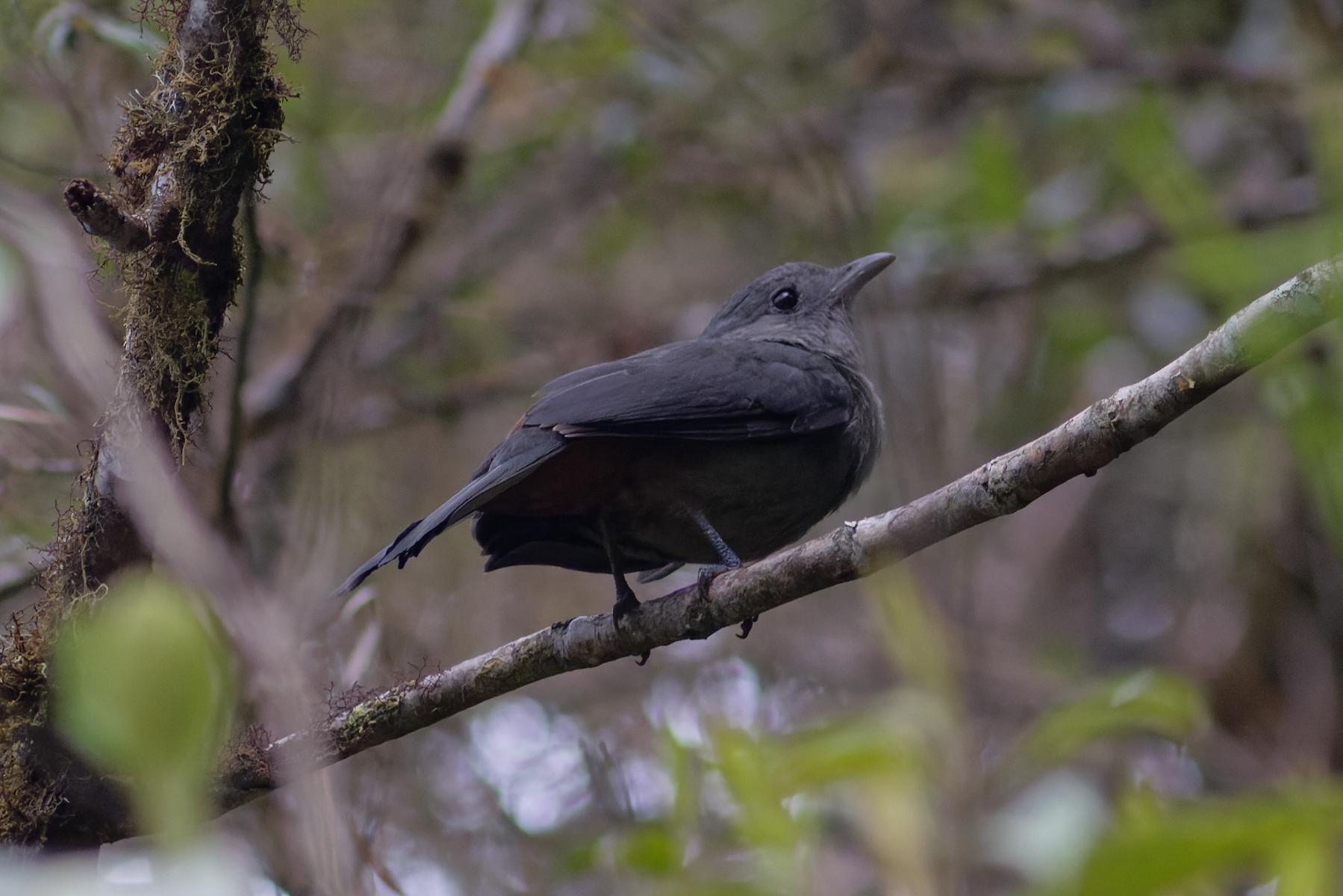 Scimitar-winged Piha (image by Leo Garrigues)