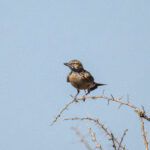Sclater's Lark (image by Mark Beaman)