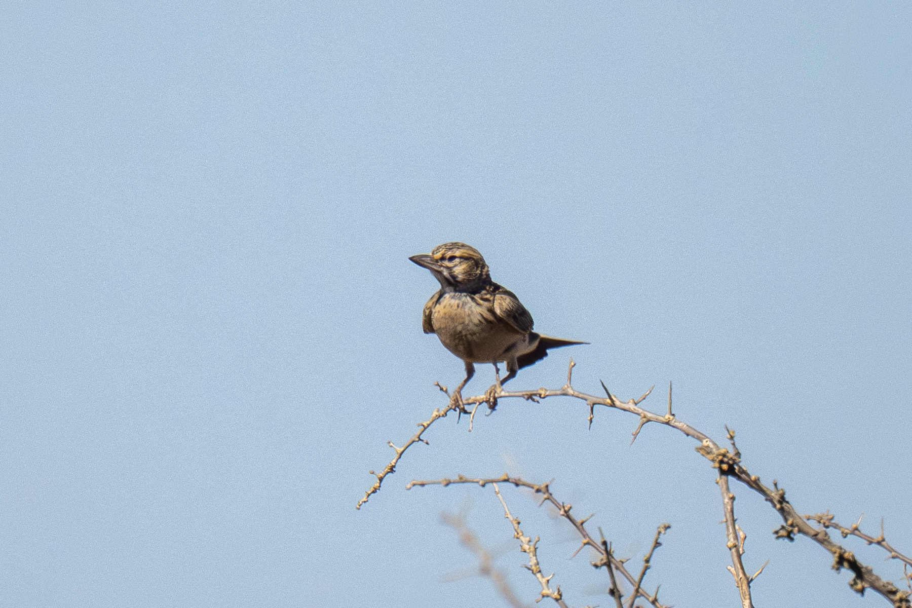Sclater's Lark (image by Mark Beaman)