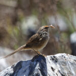 Scribble-tailed Canastero (image by Leo Garrigues)