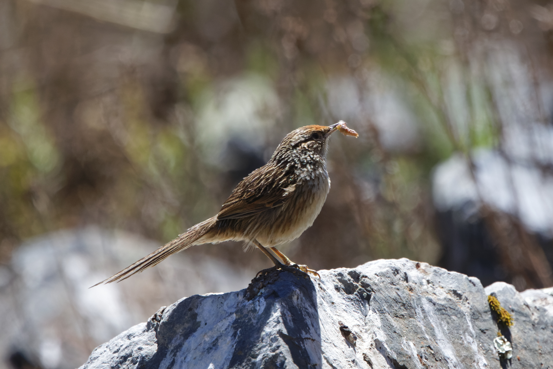Scribble-tailed Canastero (image by Leo Garrigues)