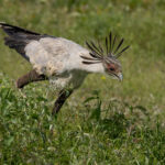 Secretarybird (image by Nik Borrow)