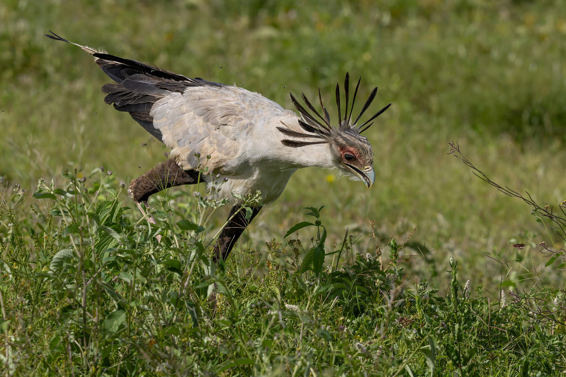 Secretarybird (image by Nik Borrow)