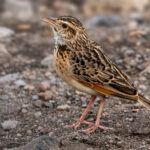 Sentinel Lark (image by Nik Borrow)