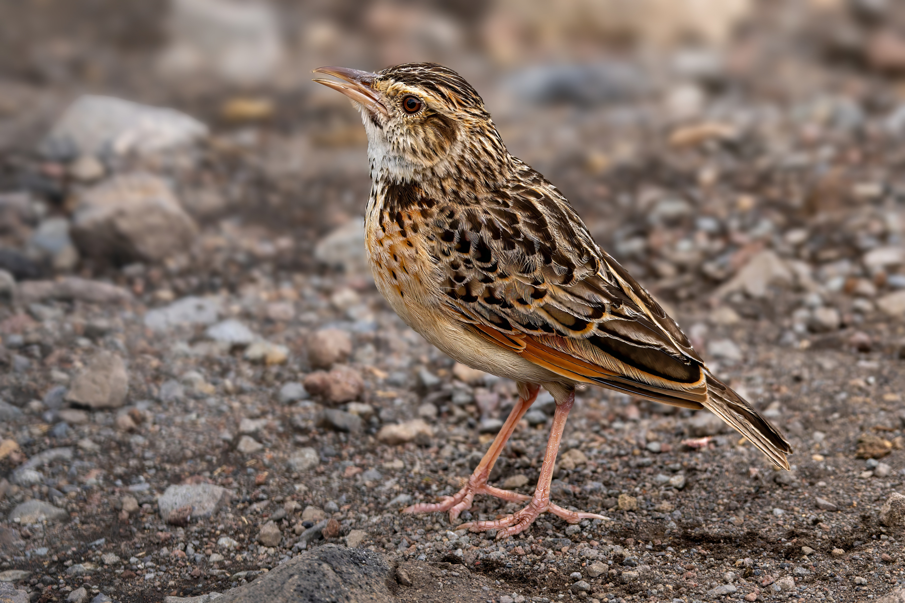 Sentinel Lark (image by Nik Borrow)