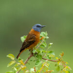 Sentinel Rock Thrush (image by Mark Beaman)