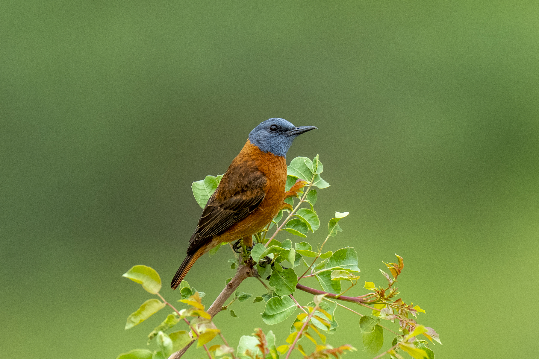Sentinel Rock Thrush (image by Mark Beaman)